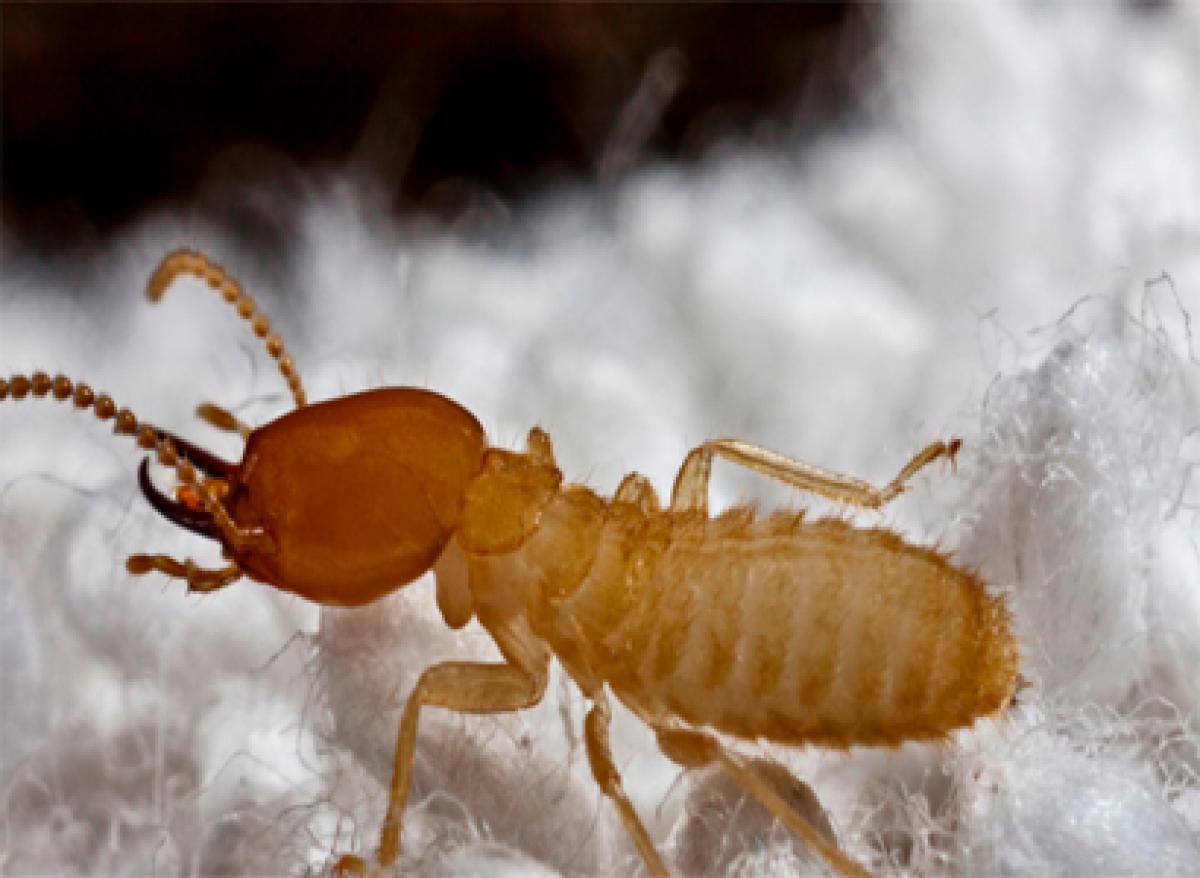 Right people for right job…know the HR wisdom of Termites